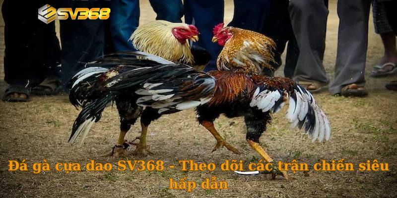 Đá gà cựa dao SV368 - Theo dõi các trận chiến siêu hấp dẫn