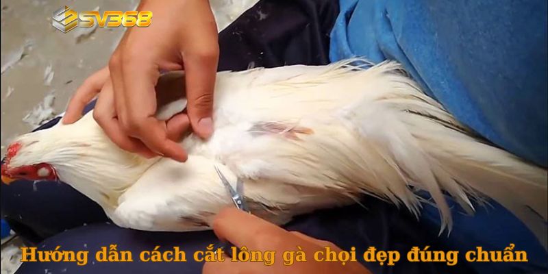 Hướng dẫn cách cắt lông gà chọi đẹp đúng chuẩn