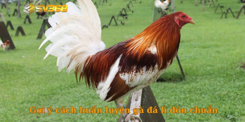 Gợi ý cách huấn luyện gà đá lì đòn chuẩn