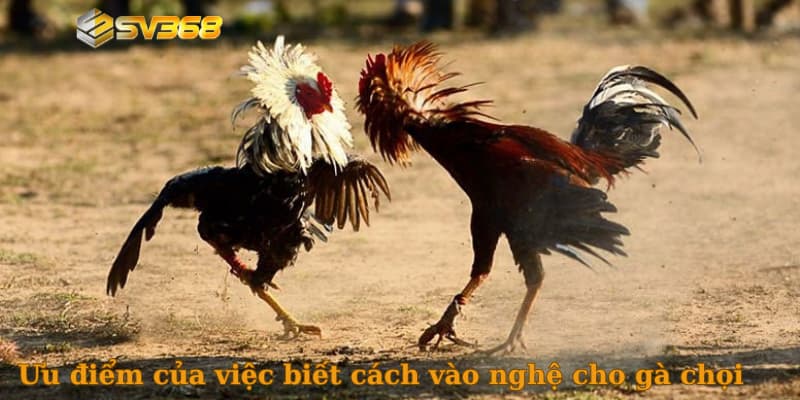 Ưu điểm của việc biết cách vào nghệ cho gà chọi