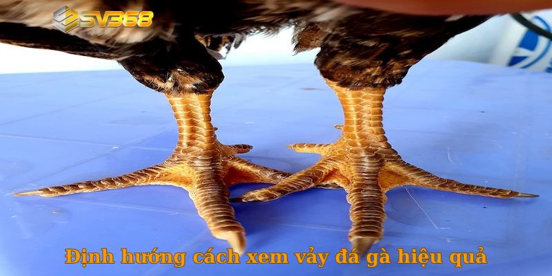 Định hướng cách xem vảy đá gà hiệu quả
