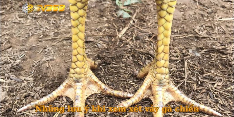 Những lưu ý khi xem xét vảy gà chiến