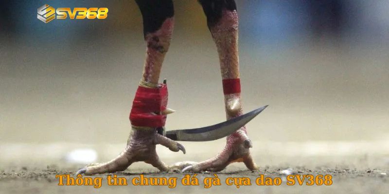 Thông tin chung đá gà cựa dao SV368