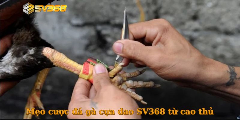 Mẹo cược đá gà cựa dao SV368 từ cao thủ