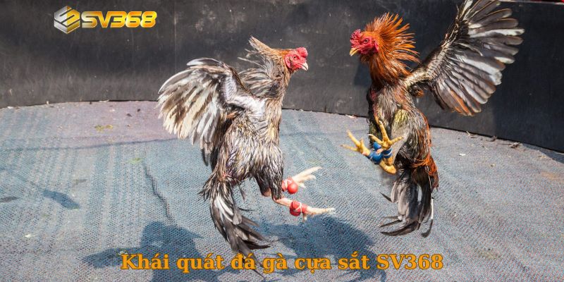 Khái quát đá gà cựa sắt SV368