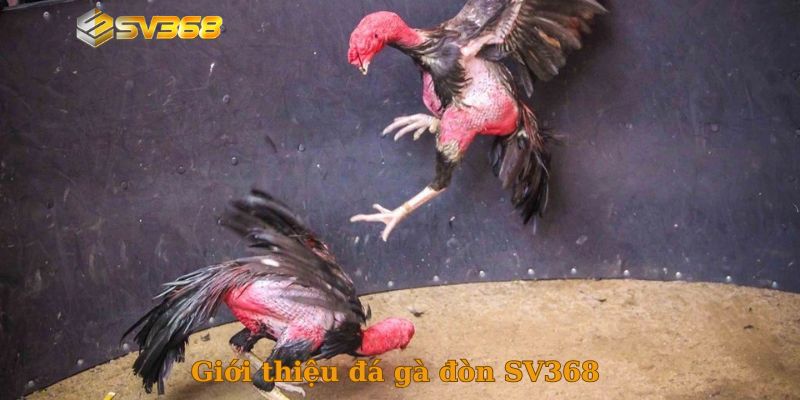 Giới thiệu đá gà đòn SV368